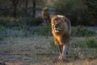 Two male lions patrolling the territory at sunrise Ndutu-Ngorongoro Conservation Area-Tanzania Art Print
